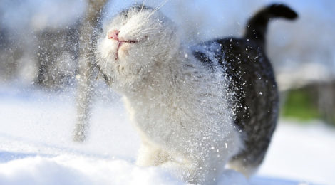 Листопад та грудень +5, а на Новий рік  -15°,  – синоптики